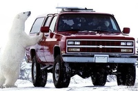 It is car not ours. Белый медведь в машине. Автомобиль белый медведи. It is car not ours. Car перевод.