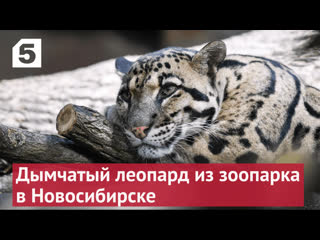 Дымчатый леопард