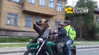 МЕДВЕДЬ НА МОТОЦИКЛЕ