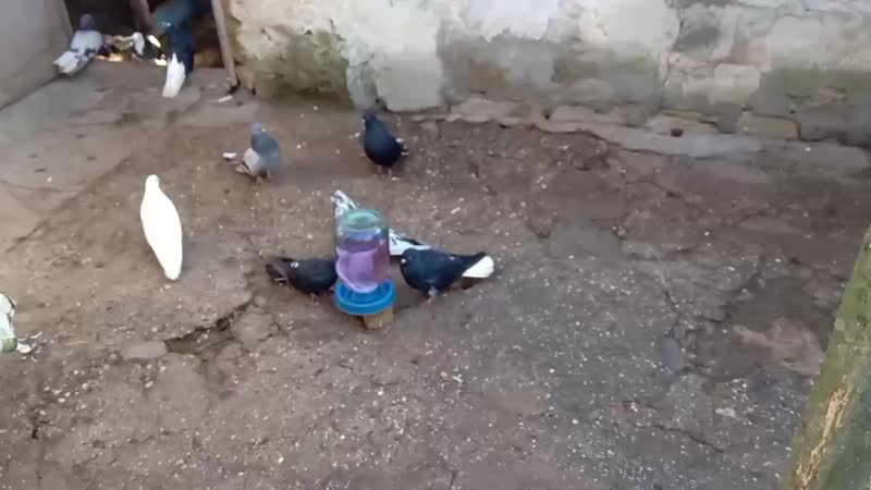 VID_20201214_103545.mp4